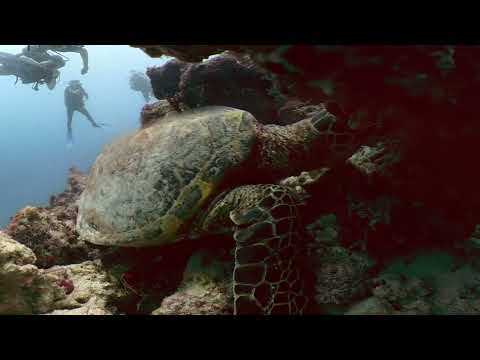 Maldives Dive - Maamigili Beyru (diving along the reef)