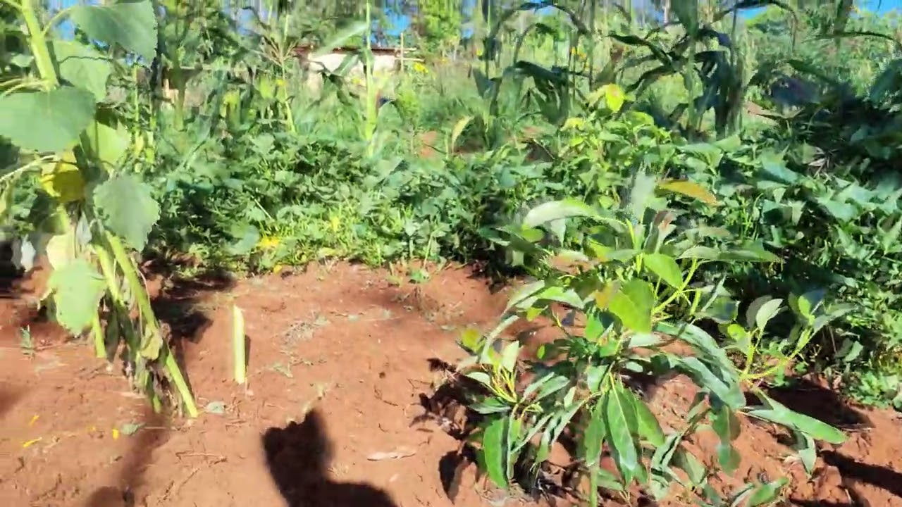 Ideal Farms - Introduction