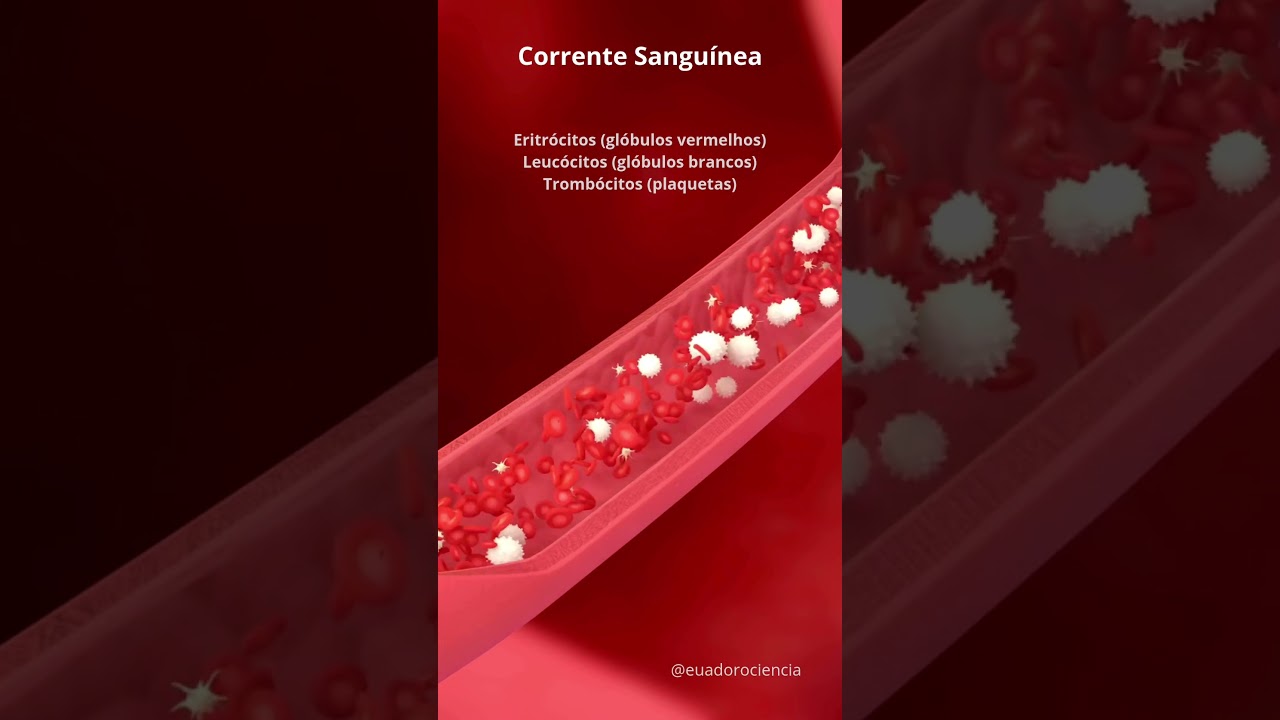 Corrente Sanguínea: hemácias, leucócitos e plaquetas 
