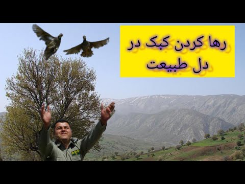 ۱ اکتبر ۲۰۲۵ رها سازی رها کردن کبک کبک در طبیعت کردستان کوه های کردستان تفریح کار روزمرگی