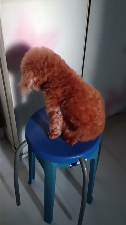 Download lagu #psngpng @facethewall #shortvideo #eimdaily #teamlove