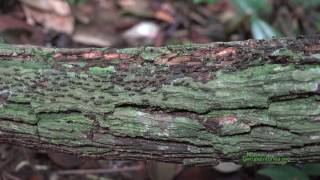 Open-air Processional Column Termites Foraging in Bukit Timah Nature Preserve, Singapore (2016)