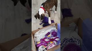 Luna The Bull Terrier Puppys Surprise Gift Box