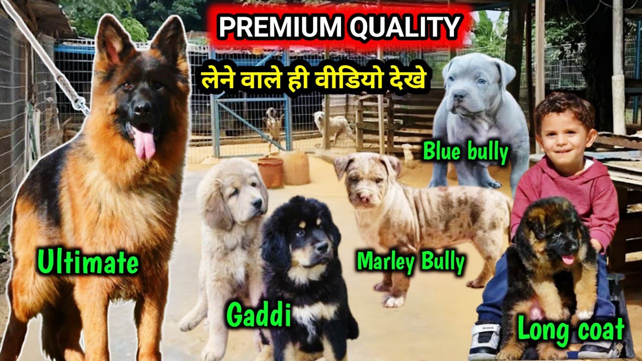 Оплата при доставке | Премиум качество | Длинношерстная немецкая овчарка | Американский бульдог М...