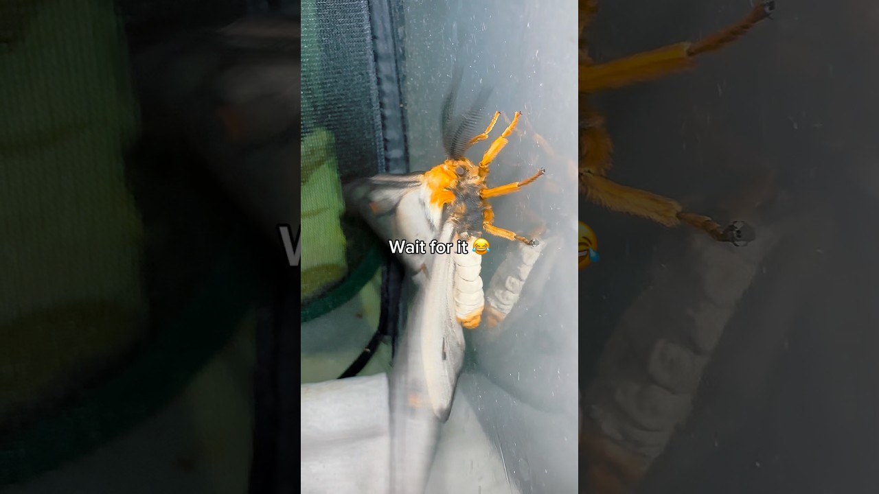 Does this count as a moth attack? 😂 