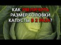 Сейчас именно то время когда можно увеличить размер кочана капусты в два раза!