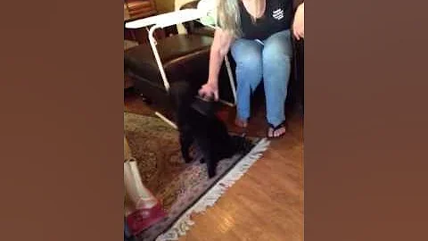 Yossi Karrir-the cat who loves to be spanked!