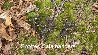 We find 11 Spotted Salamanders ( Ambystoma maculatum) in one afternoon !