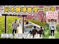 【ManLife】南投水里阿本農場賞櫻花一日遊｜高山高麗菜 櫻花隧道 梅子茶 Nantou one day tour 《阿滿生活｜南投》