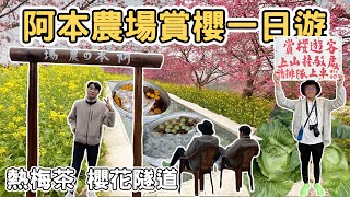 【ManLife】南投水里阿本農場賞櫻花一日遊｜高山高麗菜 櫻花隧道 梅子茶 Nantou one day tour 《阿滿生活｜南投》