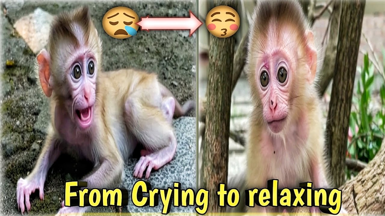From Crying to relaxing   Baby Monkey Enjoys in the Park