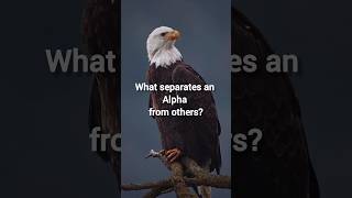 The Eagle Mindset: How Alphas Use Pressure To Rise 🦅#mindset #motivation #quotes #reel #cjp #ytshort