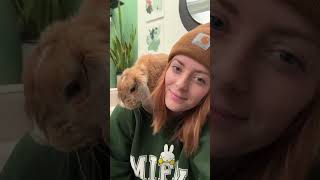 Thumbnail for Sonny Bunny love 💛🧡🤎 #shorts #petrabbit #bunny #cutestanimals