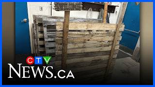 Kapuskasing's live nativity features real animals on Sunday