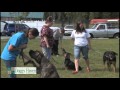 Dog Training at Doggy Haven Resort Dog Training at Doggy Haven Resort