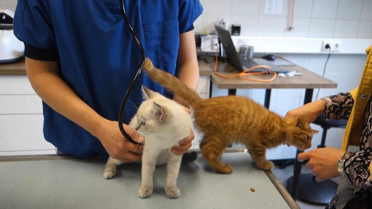 NU AL NAAR DE DIERENARTS.. 😪