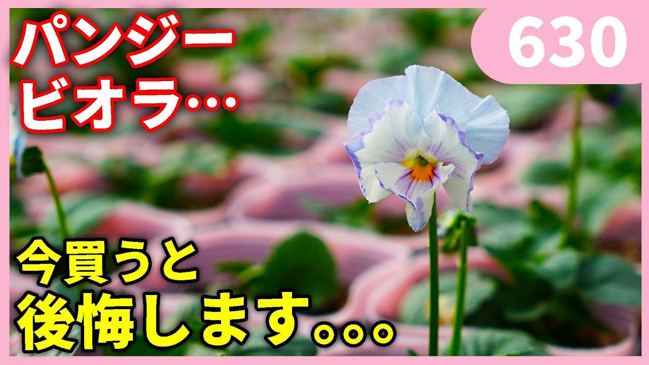 no.0239 梅雨空のビオラ　一点物 Caution!] When to buy pansies and violas by Gardening Channel 630