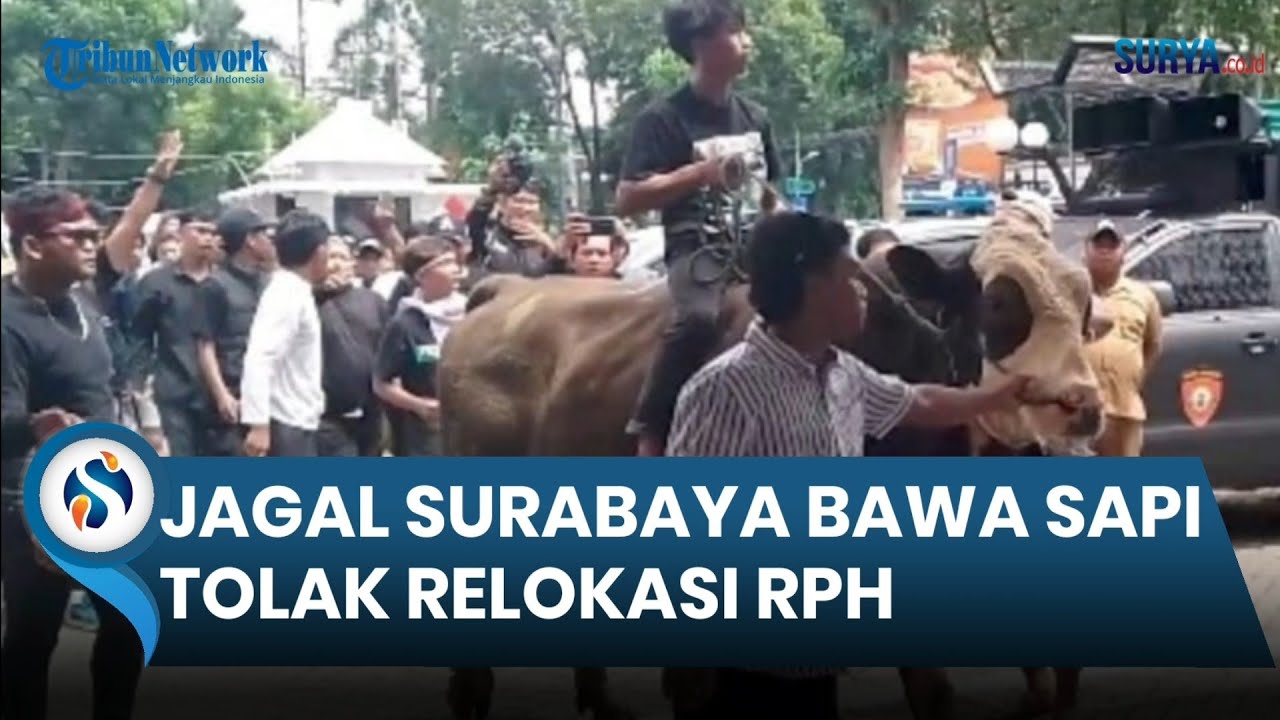 Tolak Relokasi RPH, Jagal di Surabaya Bawa Sapi saat Demo ke Gedung DPRD
