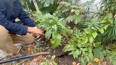 Relocating perennials after the first frost