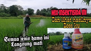 Sangat ampuh!! Dengan insektisida ini semua Hama di Padi langsung Mati!!
