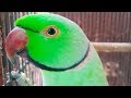 Mitthu The Speaking Parrot Talking In Urdu/Hindi