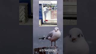 Jajaja Le Mostraba El Pie