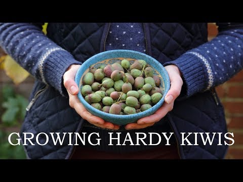 Video: Hardy Kiwi Üzümləri - Zona 6 Bağları üçün Kivi Meyvəsi Seçimi