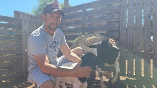 Animais disponíveis a venda Val das ovelhas