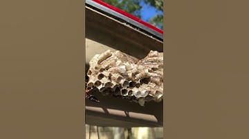 Paper Wasp Nest