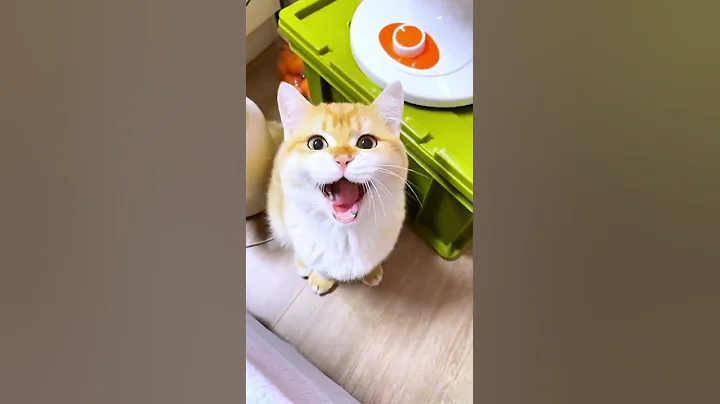 A cat who knocks bowls when hungry