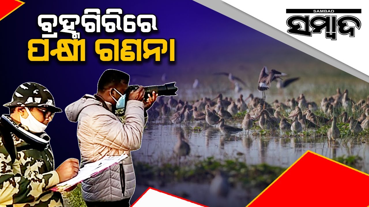 News Update: Annual 'Bird Census' Begins In Odisha' Brahmagiri | Sambad