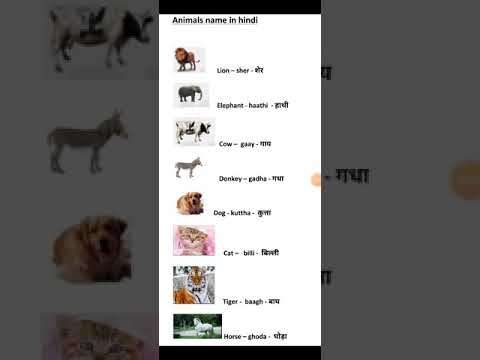 Video: Kova koiran nimi Englannista Bullmastifille