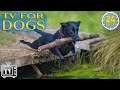 24/7 Dog TV: All Day-Anti Anxiety Music for Dogs | Calming Videos for Dogs to Stop Boredom + Music