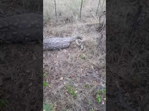 Arthur Roden rescuing  African rock python