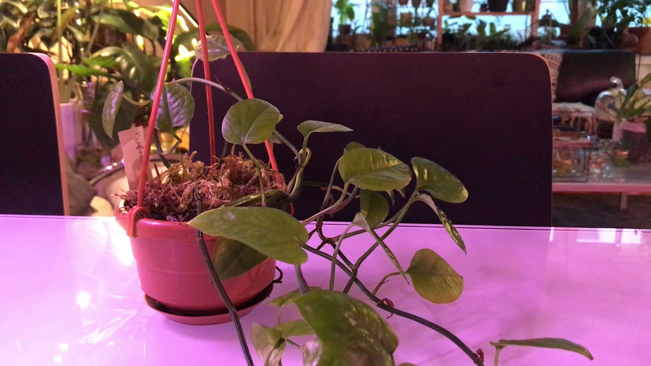 monstera ginny Monstera 'Ginny' Rhaphidophora 2.5"-4"  Cactus en Ligne