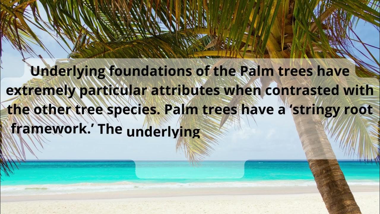How Palm Trees Root System Works Complete Guide ! YouTube
