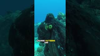 This might be the greatest camouflage expert on Earth. 🐙#octopus #animals #facts #ocean #animalfacts