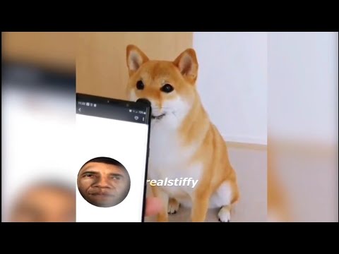 doge-reacts-to-phone-meme-compilation