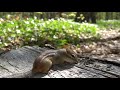 Trilliums and Chipmunks - Field of Dreams - May 19, 2021