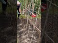 #159 - A Simple Thank You! #shorts #gardening #garden #farming