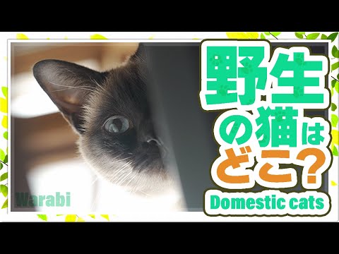 野生の猫は、どこ？