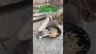 お前は俺の非常食だからな