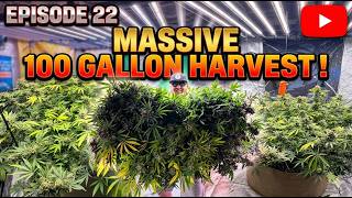 Episode 22| Harvesting the 100 Gallon & Veggies
