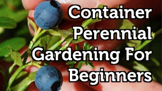 Container Gardening For Beginners -- Perennial Fruits