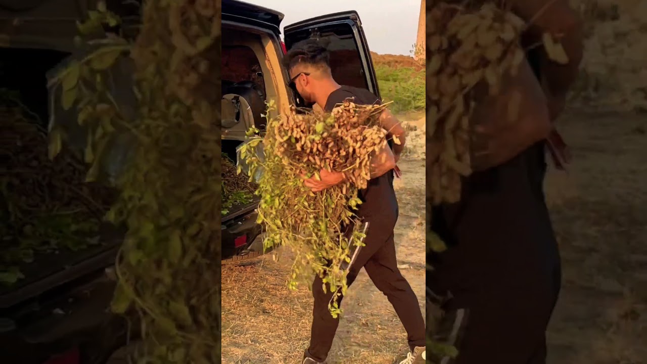 Desi diet peanuts 🥜 