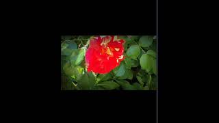 Kendi Kendine Kişinin Kendine Ettiğini Edemez Kişiye Hiçbir Fâni