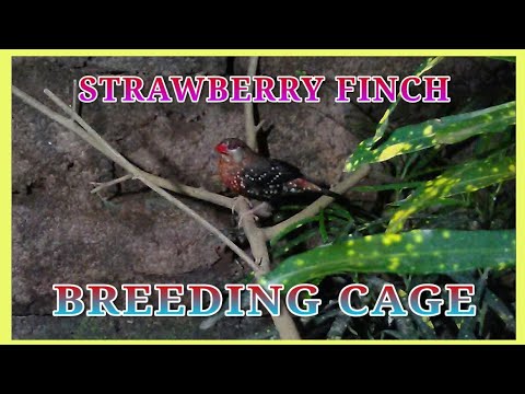 Strawberry finch (red avadavat) nesting in my cage-2016 