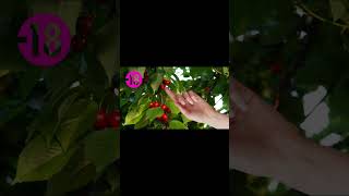 Best of des meilleures blagues de CHUCK NORRIS  - Alex Versus World #blague #chucknorris #drôle