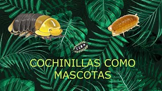 CRíA Y MANTENIMIENTO CULtiVO COCHIniLLA DE La Humedad ( The BEST PET InverTEbraTES )