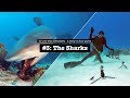 Eleuthera #3  – The Sharks